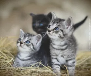 Katzen - aus dem Artikel - Das beinhaltet die Ausbildung Tierkommunikation