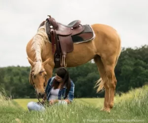 Pferd - aus dem Artikel - Das beinhaltet die Ausbildung Tierkommunikation