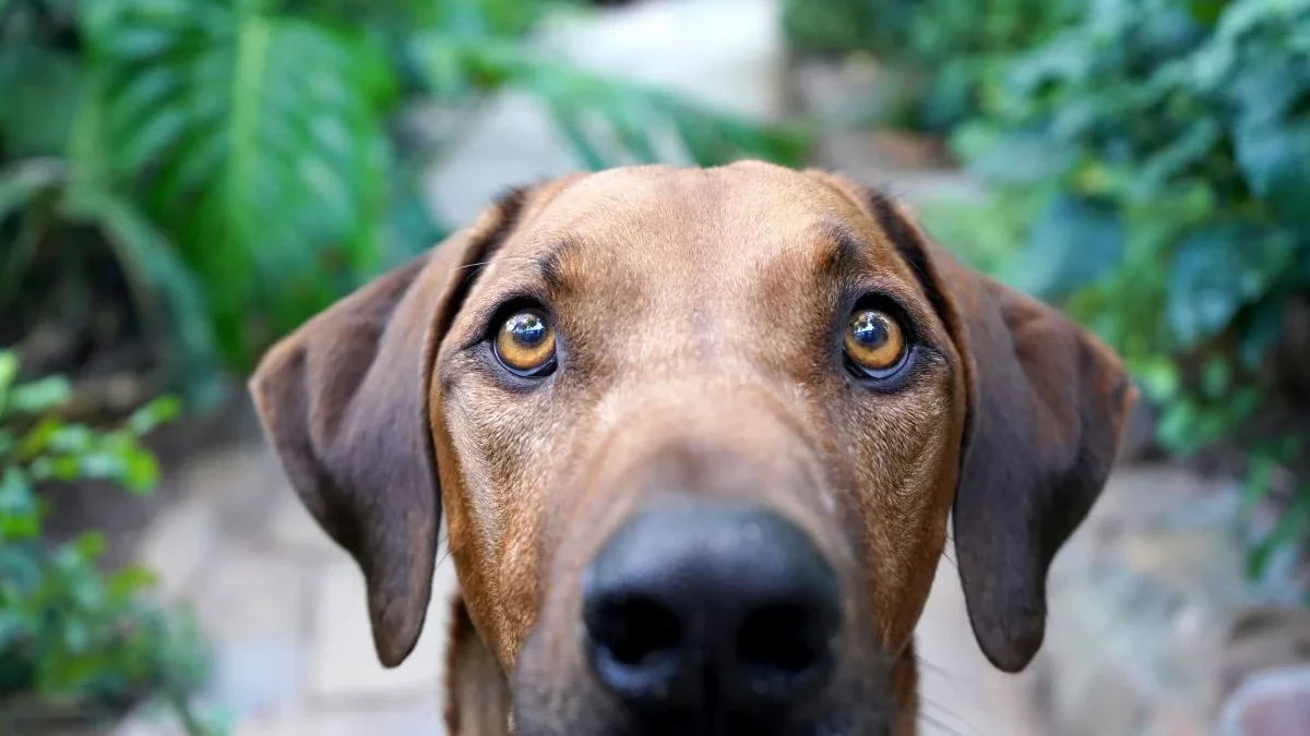 Kann man mit Blickkontakt Hunde trainieren?